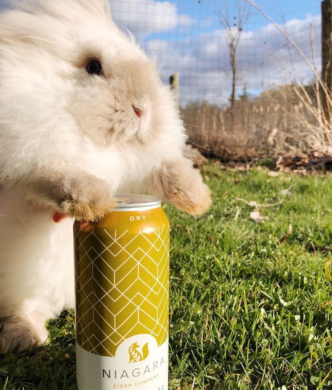 Happy Easter Friends
🐰💛🦊
.
.
.
.
.
.
.
[#easter #easterbunny #bunny #rabbit #cuteness #rabbitsofinstagram #supportlocalniagara #supportlocal #gardening #smallbusiness #cider #ciderlover #lcbo #lcbofoodanddrink #craftcider #ontariocider #socialdistancing #quarentine #pub #smalltown #gold #cidery #cider_society #pelham #supportlocalbreweries #covid_19 #inthistogether @thecidercrate @ciderfever @ciderscene #ontariocraftcider #hardcider #OntCider]